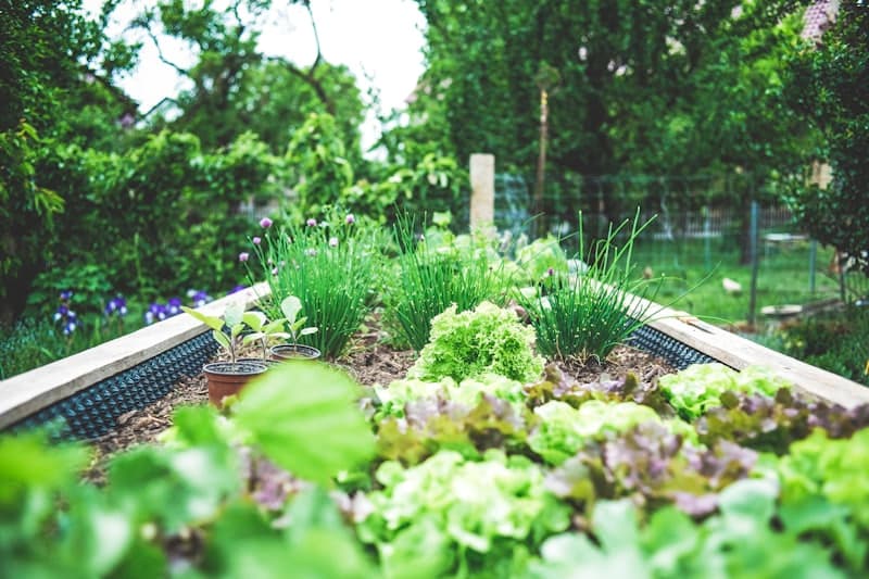 A tidy raised garden bed